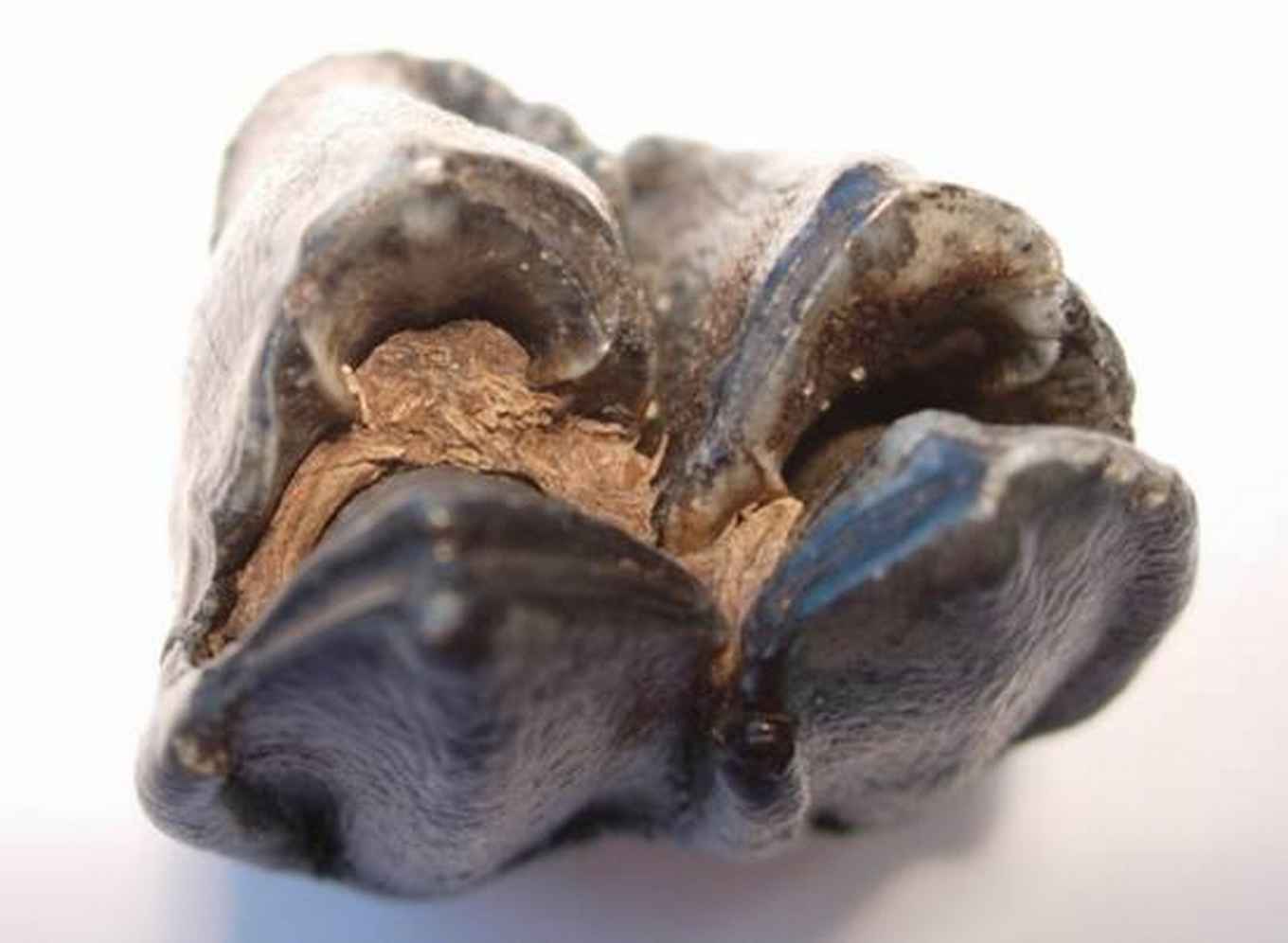Kies van het uitgestorven reuzenhert, gevonden in opgespoten zand afkomstig van de bodem van de Noordzee. In de plooien van de kies zijn lichtbruin gekleurde plantenresten zichtbaar.