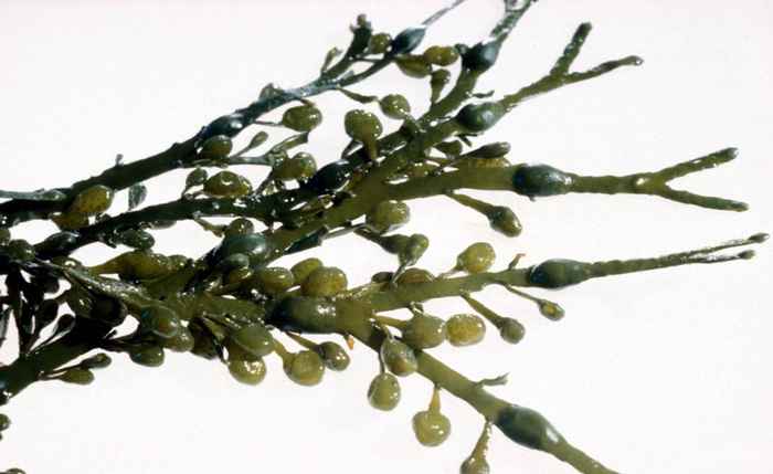 ascophyllum-nodosum-grisetang
