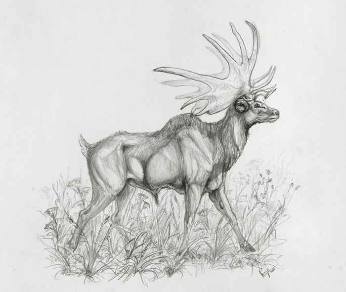 Drawing of the extinct giant deer