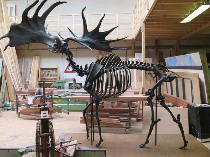 Skeleton of the extinct giant deer