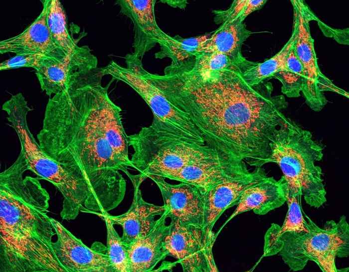 Een voorbeeld van geavanceerde microscopie. Deze foto is gemaakt met behulp van een laser scanning microscoop en fluorescentie-technieken. Te zien zijn cellen uit het endotheel, de cellaag die de wand van bloedvaten vormt. In de cellen zijn de celkern (blauw), het cytoskelet (groen) en de mitochondriën (rood) zichtbaar gemaakt. Foto: Leeuwenhoek Center for Advanced Microscopy