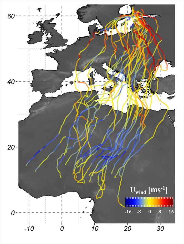 Map showing aviary migration patterns. Blue lines show western winds, the red lines show eastern winds.