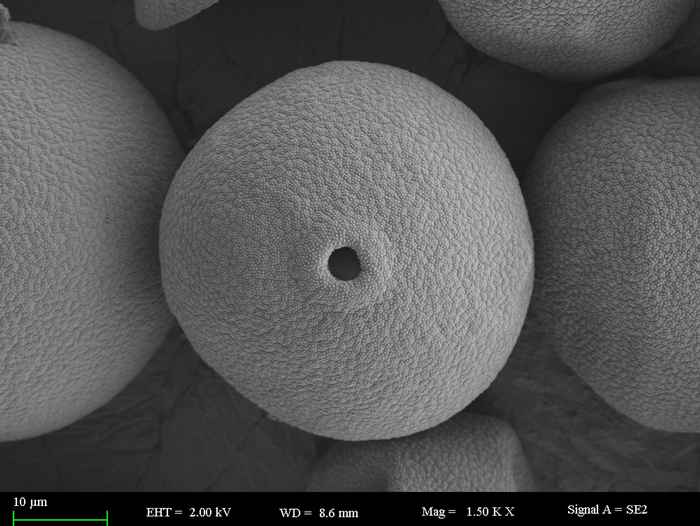 Microscopiebeeld van Poaceae-pollen (foto's Caixia Wei)