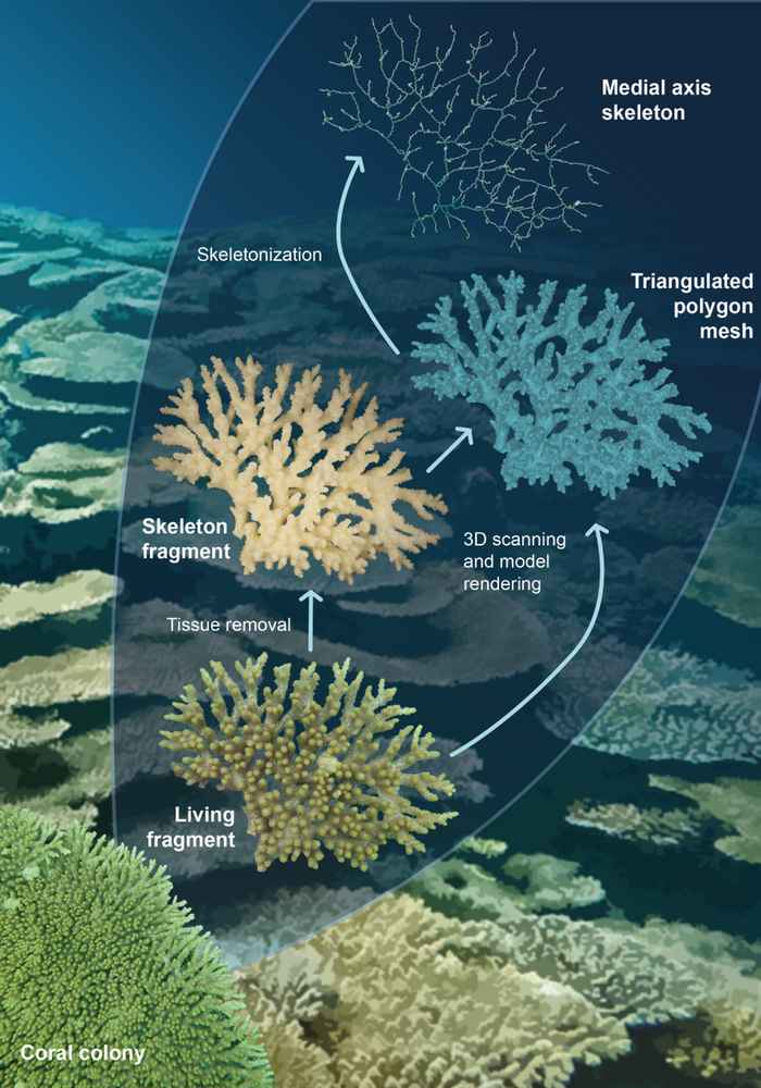Fig 1. Diagram van de 3D analyse van het vertakkende koraal Acropora sp. Het resultaat van de analyse is een vertakkende struktuur (de medial as) die in detail statistisch geanalyseerd kan worden.
