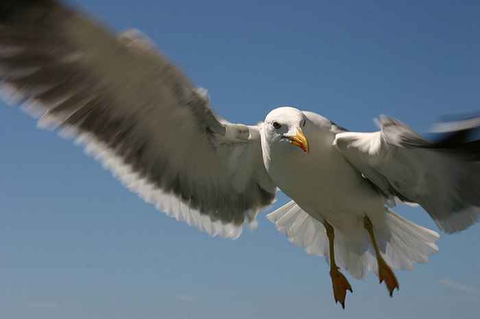 Meeuw (foto: Flickr-CC-2420397903-Marcel030nl)