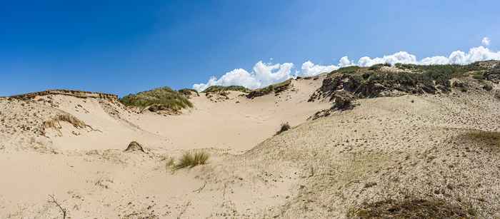 Na de aanleg van een stuifkuil wordt kalkrijk zand verspreid over verzuurde duingraslanden, waardoor de effecten van stikstof worden verzacht (foto: Jan Dirk Bol)