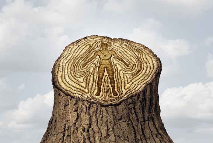 boomstronk waarin je de jaarringen ziet en daarin een mens getekend