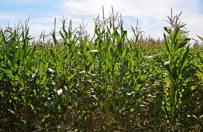 A field of maize plants