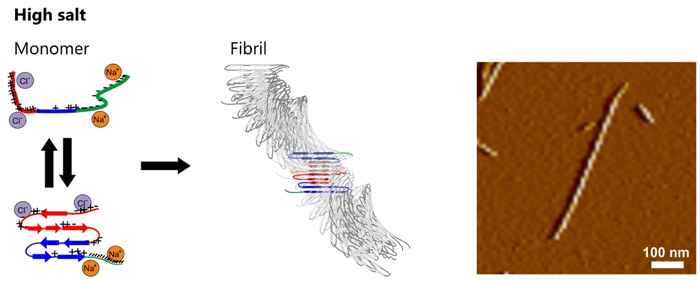 Formation of amyloid fibrils - high salt