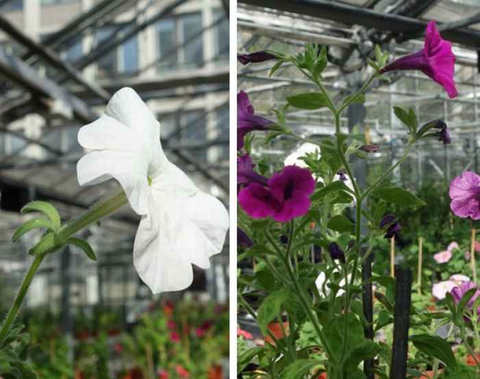 Petunia axillaris (links) en Petunia inflata (rechts)