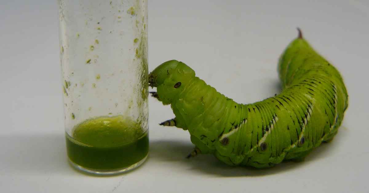 tobacco hornworm predators Architects of their own destruction: why do tobacco hornworm caterpillars  attract their own predators?