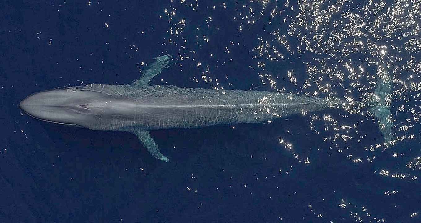 Blauwe vinvis, genomen met camera-drone. Dit individu is 23 meter lang, gefotografeerd in mei 2018 bij het eiland Terceira van de Azoren