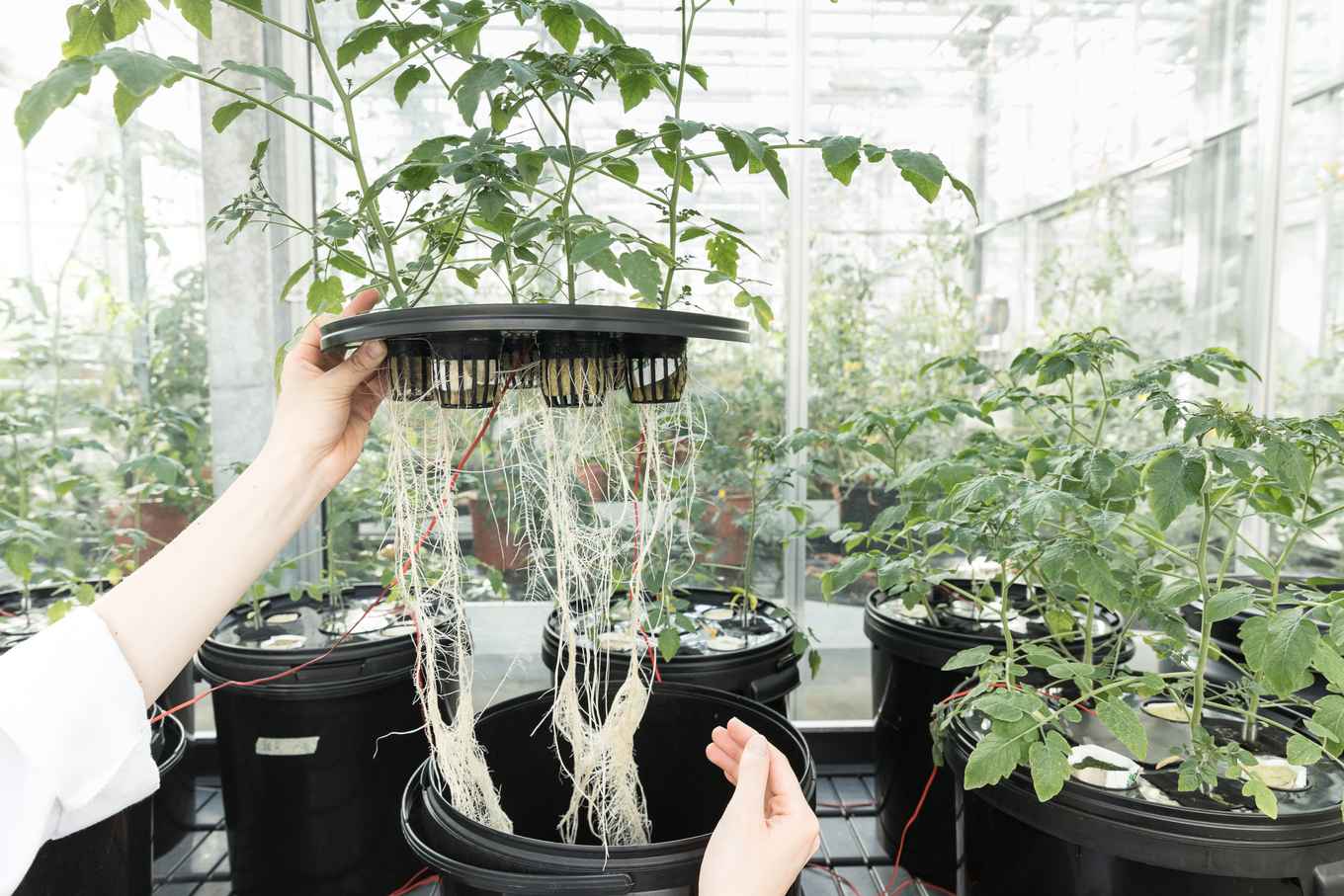 Het speciale kweeksysteem dat hier ontwikkeld is om de wortels van de planten goed te kunnen observeren.