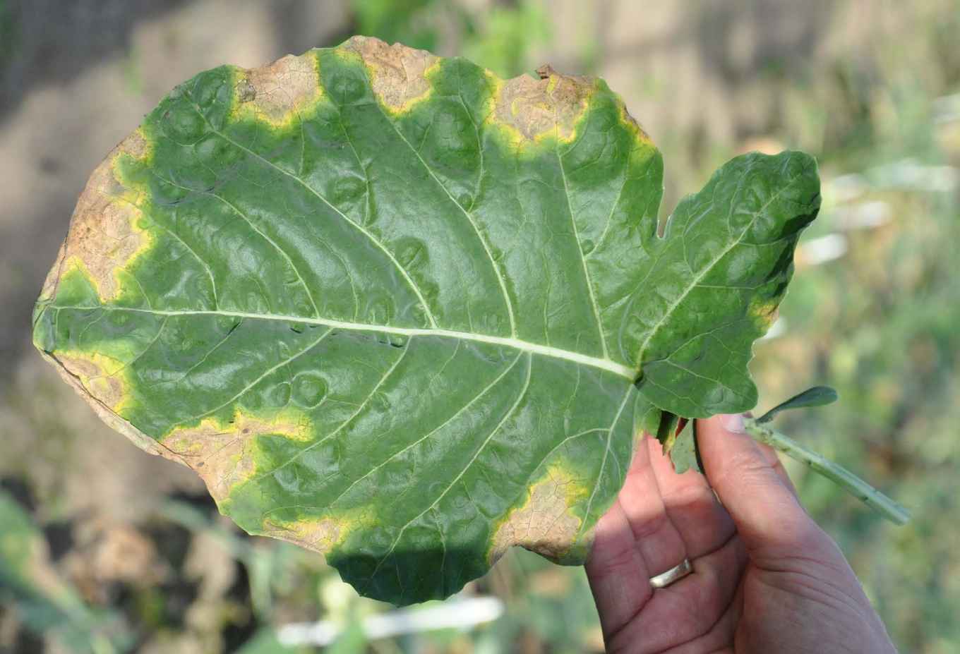Black rot, brassica crops,
