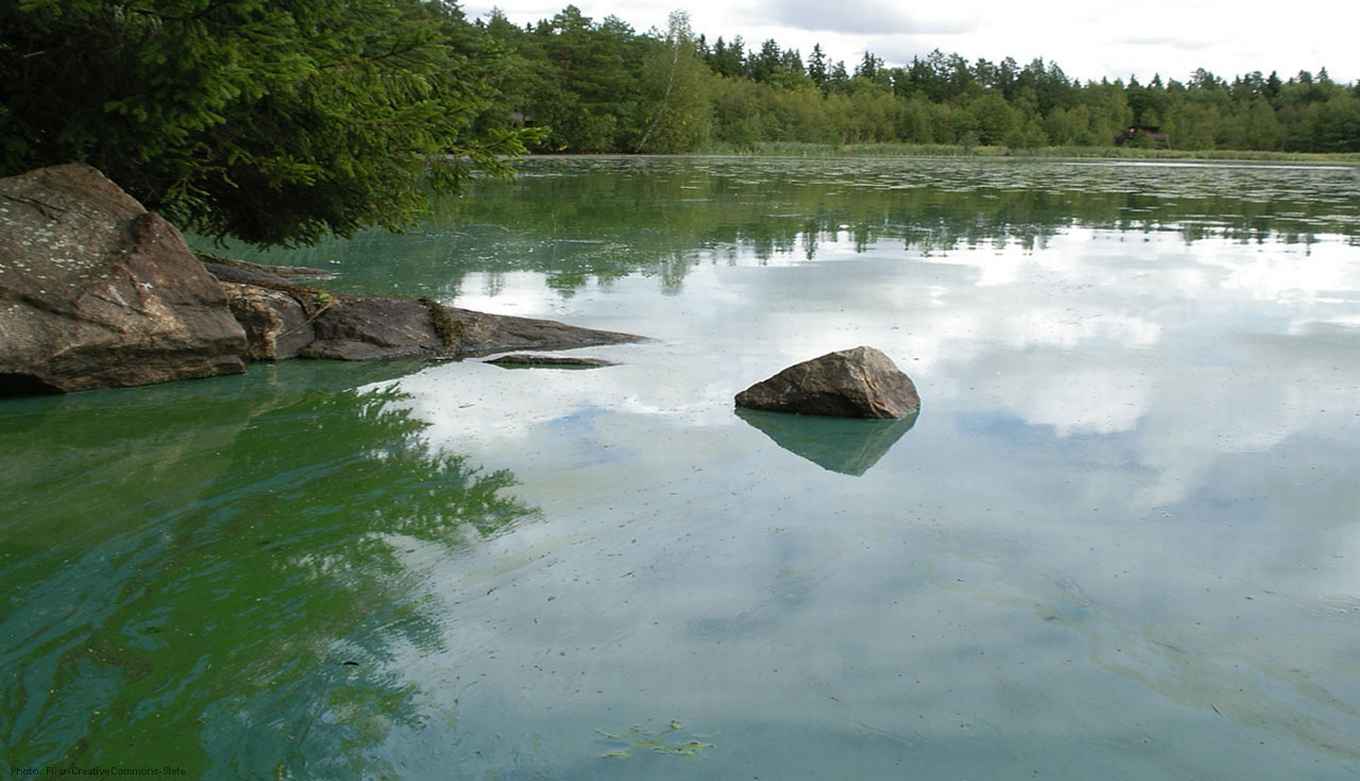 Cyanobacteria-Flickr-CreativeCommons-Stefe