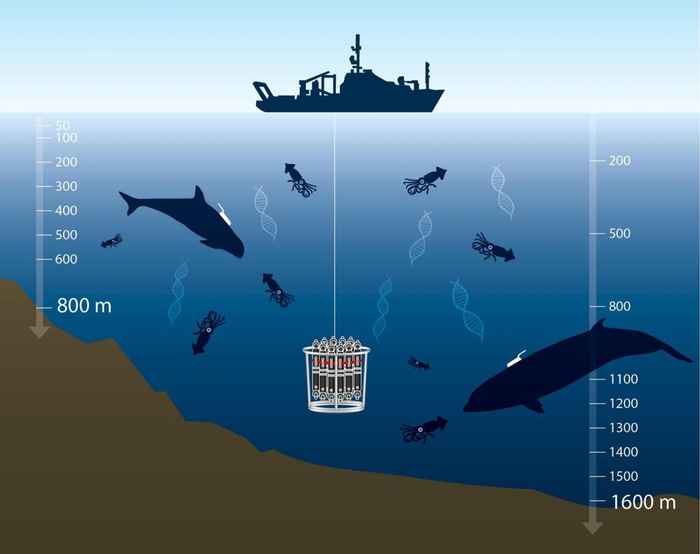 Matched sampling of squid environmental DNA (eDNA) in the foraging zones of Risso’s dolphins (left) and Cuvier’s beaked whales (right). Hunting zones, and depths of sampling locations, are determined through recording of the foraging behaviour of two species, using non-invasive sound and movement recording tags. Graphic: Visser et al., Science Advances 2021; 7: eabf5908 GEOMAR, C. Kersten