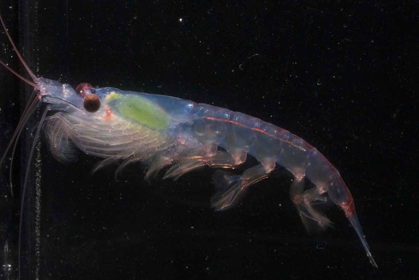 Krill