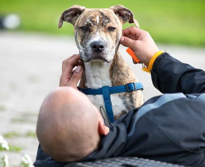 DCD in PI Lelystad (foto: Folia, Daniël Rommens)