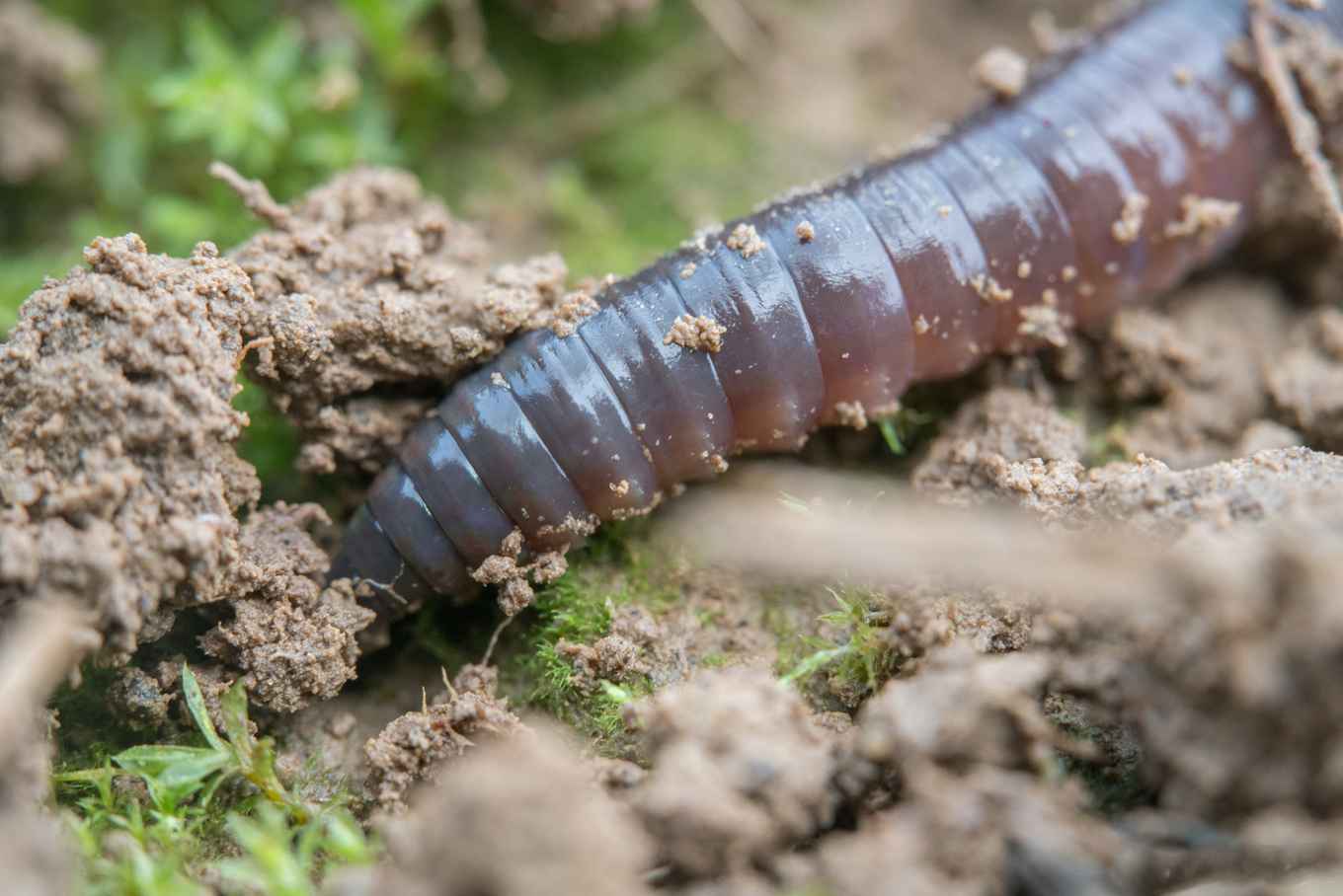 Earthworms are the architects of the soil. They mix the soil layers, form a network of burrows essential for soil water, air, and nutrient dynamics, and decompose dead material.