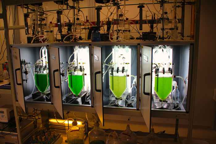 Aquatic Microbiology IBED