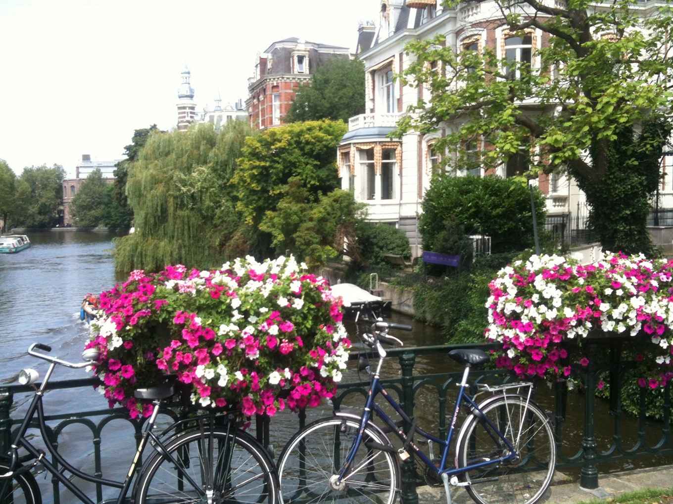 Petunia's op een Amsterdamse brug