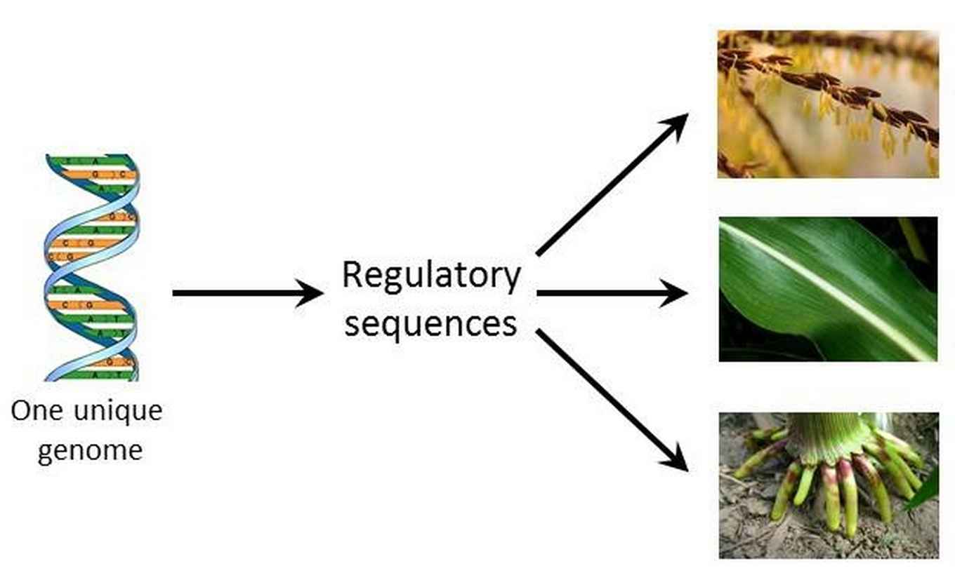 Maize transcriptional enhancers