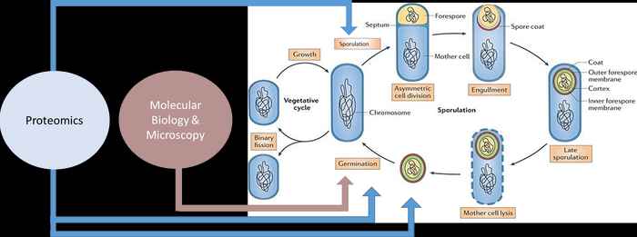 Studying the 'germinosome' in spore-forming bacteria