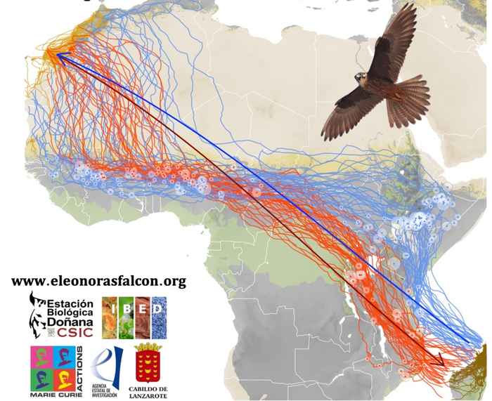 Image: Wouter Vansteelant