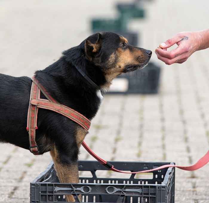 DCD in PI Lelystad (foto: Folia, Daniël Rommens)