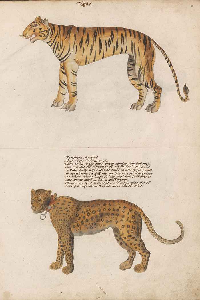 Tijger en panter aquarel in album gessner platter voor 1551