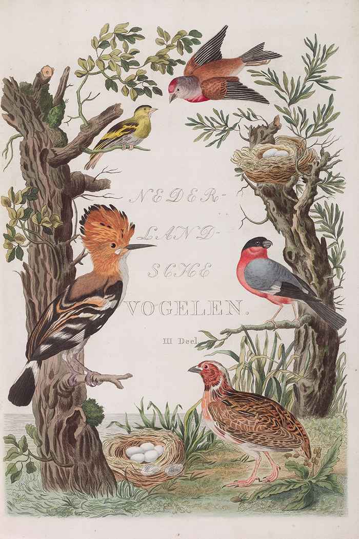 Titelprent deel drie Nederlandsche Vogelen