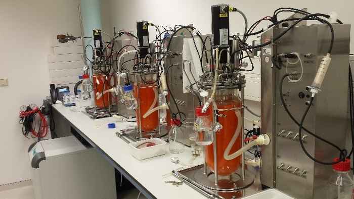 Vegetable fermentation for increased shelf-life