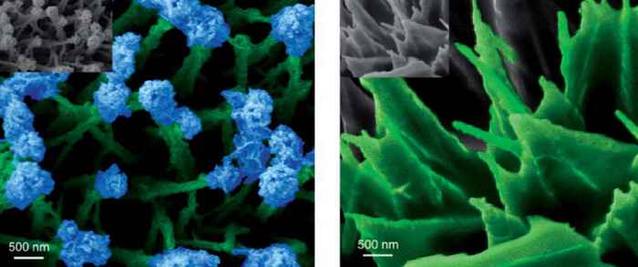 Electron microscopy image of nanoflowers and leaves