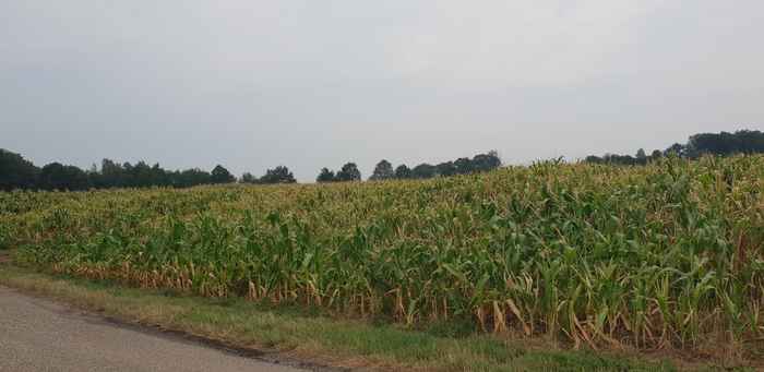 Landbouwveld in Haaksbergen waar rioolwater hergebruikt wordt door middel van subirrigatie