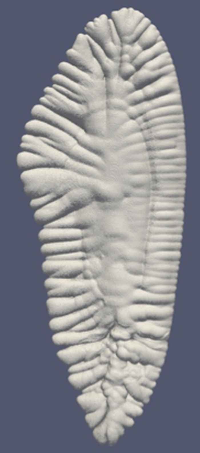 Surface reconstruction of a microCT of an otolith of the European hake (Merlucius merlucius)