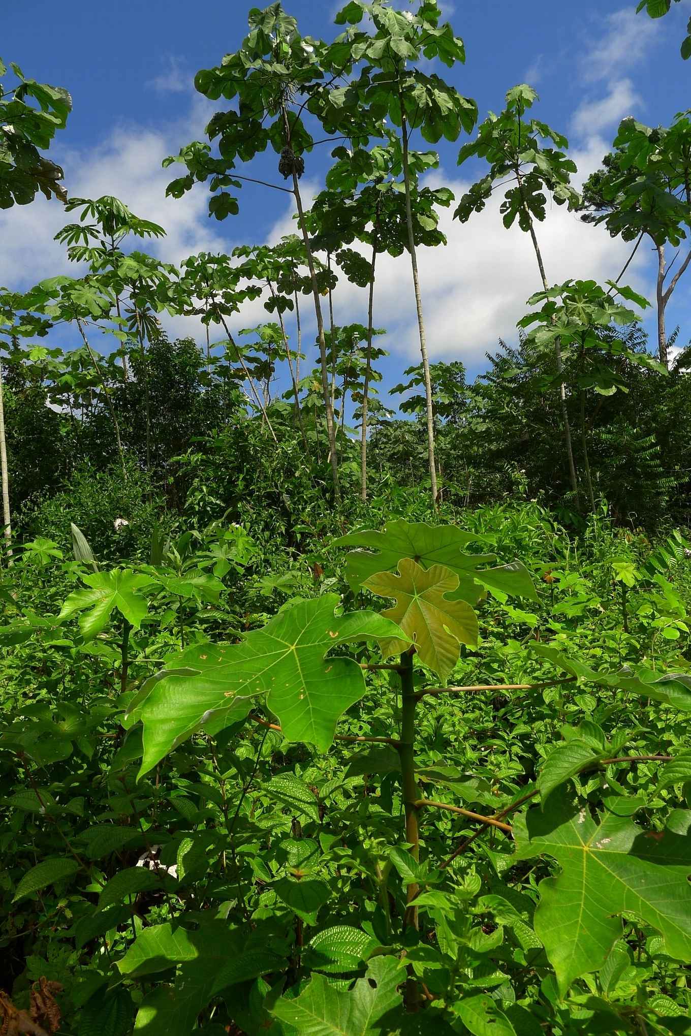 Secundair nat bos uit Amazonewoud in Brazilië met een Cecropia-pionier met zacht hout