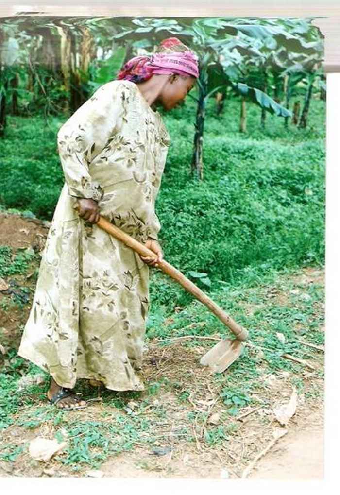 Plantation work
