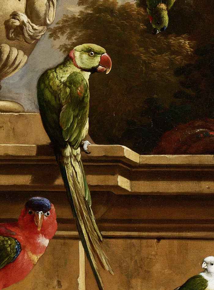 Papegaai uit De menagerie FGw
