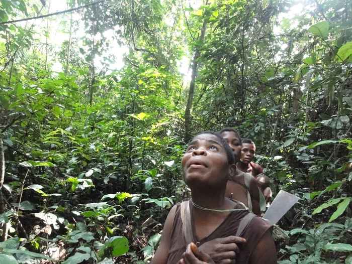Mbendjele BaYaka vrouw inspecteert een boom tijdens een voedselzoektocht met andere vrouwen in het tropische regenwoud van de Republiek Congo.