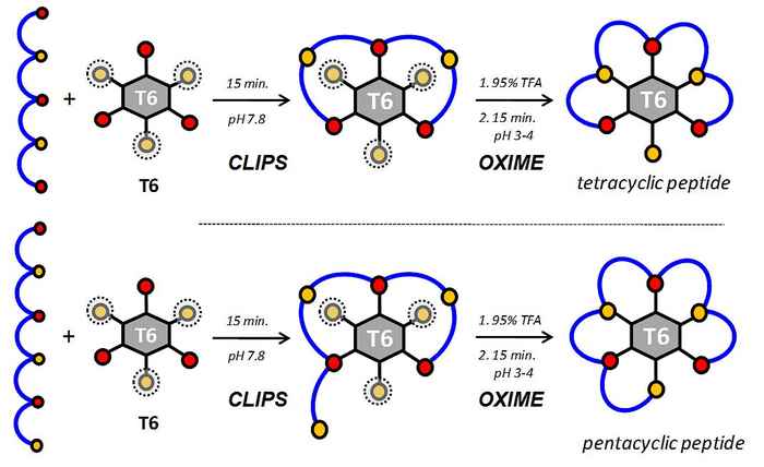 Multicyclic CLIPS-peptides
