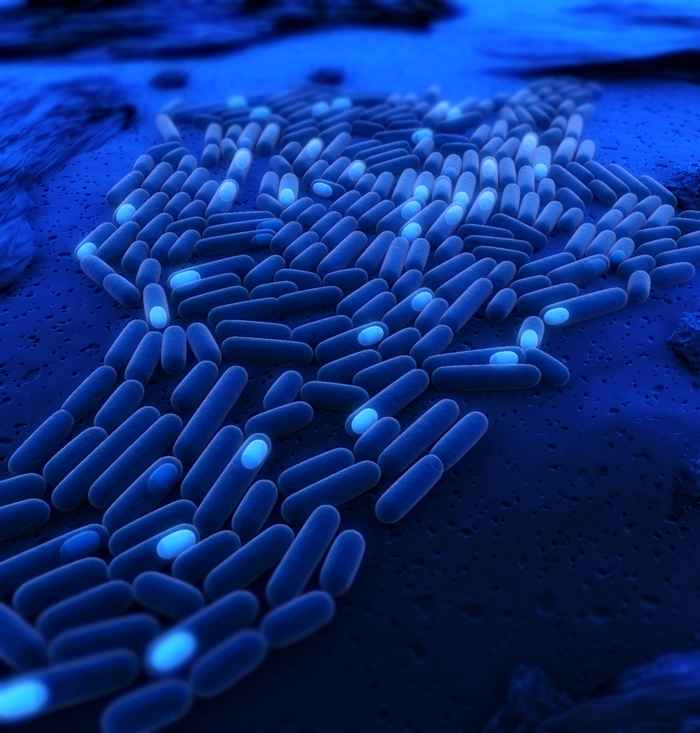 Microscopisch beeld (afbeeldiing: Leendert Hamoen)