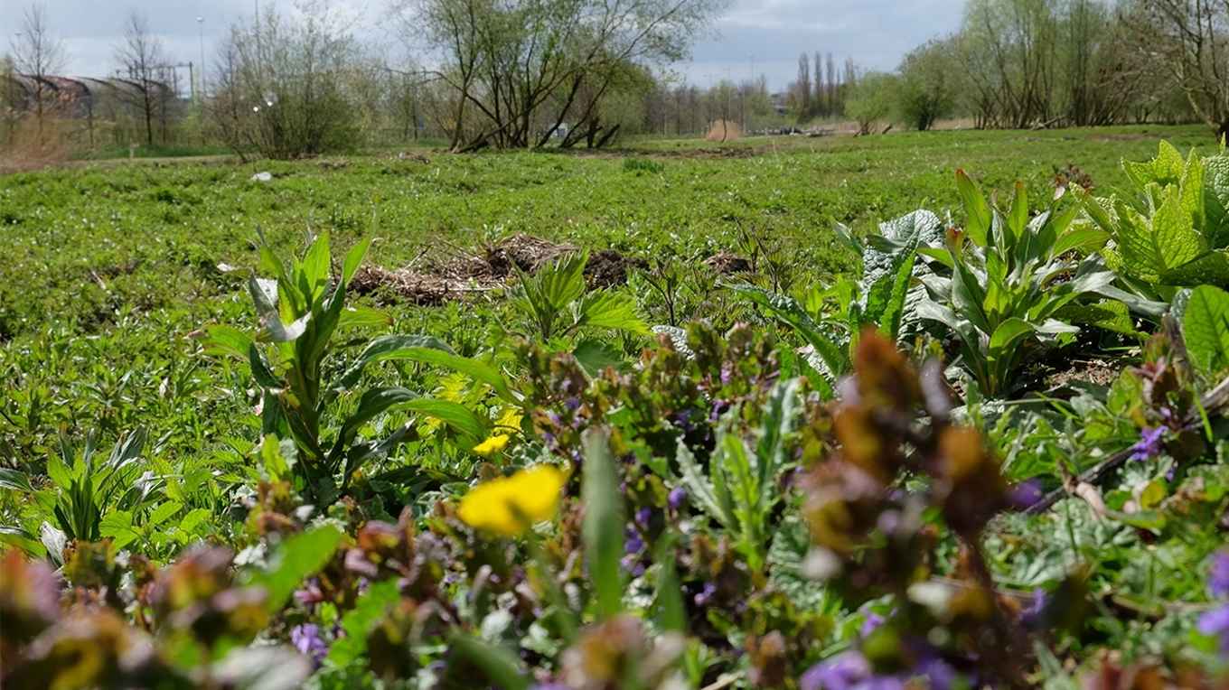 Picture of the garden