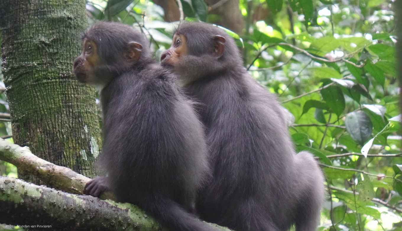 Photo: Bryndan van Pinxteren