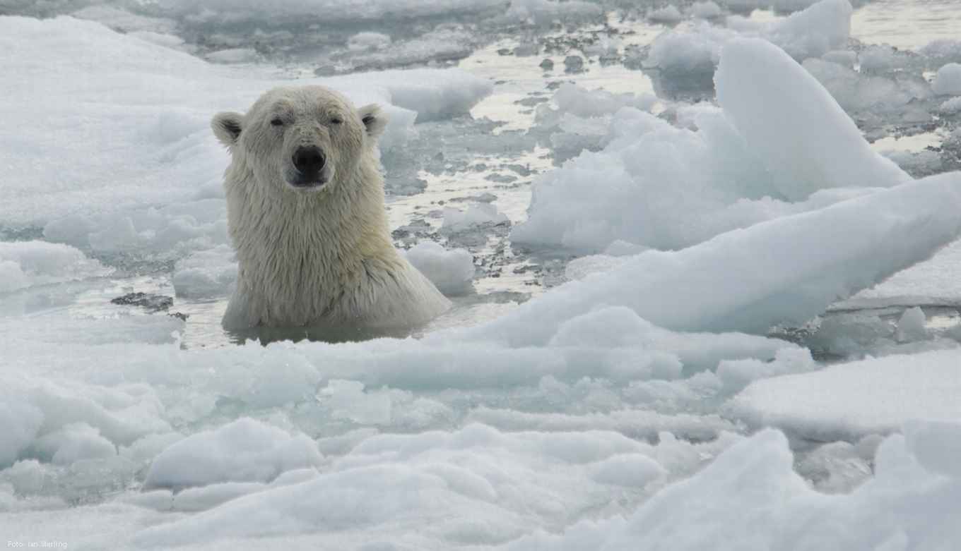 Grote ijsbeer