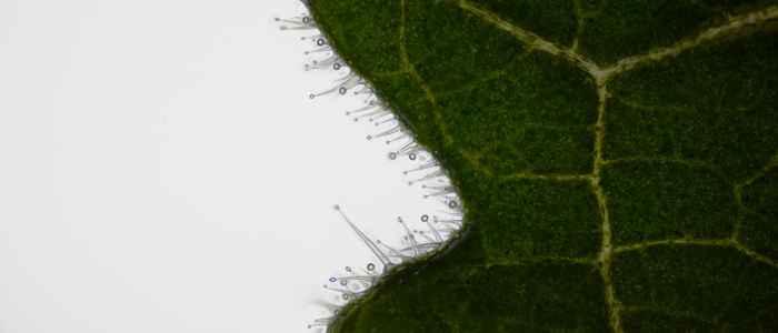 Trichomes sticking out from the edge of a wild tomato leaf (Solanum habrochaites)
