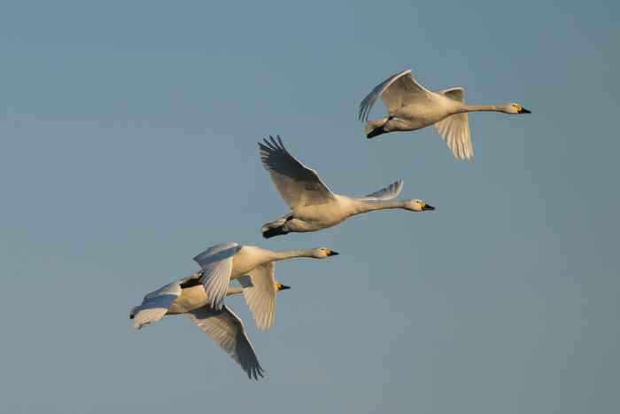 Vogeltrek zwanen (foto: Hans-Joachim Augst)
