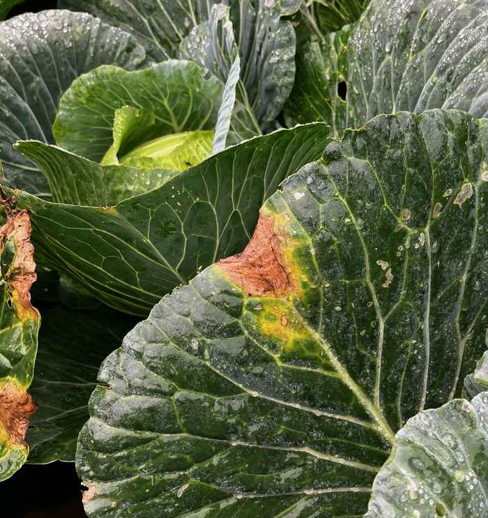 Zwartrot (foto: Sebastian Pfeilmeier)