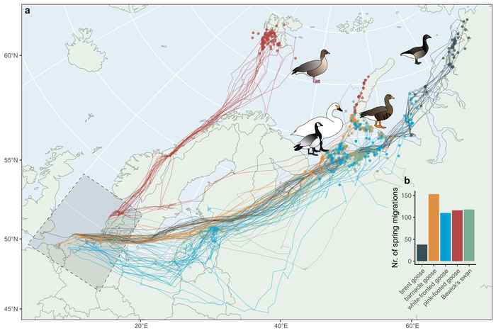 Voorjaarsmigraties en zenderdata van vijf in het Noordpoolgebied broedende watervogelsoorten
