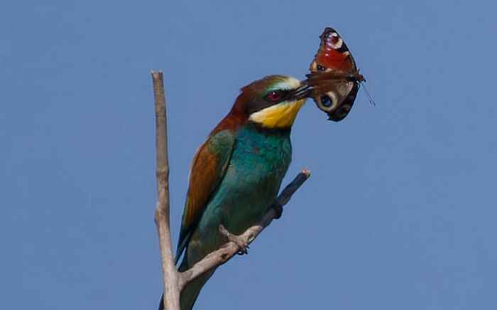 Bijeneter (Merops apiaster) die een dagpauwoog (Aglais io) eet. Foto: Martin Labuta