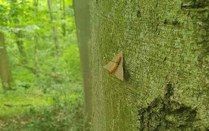 Nepmot in onopvallend dofbruin. Foto's: Emily Burdfield-Steel